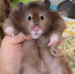 로던트클럽 수원점