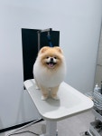 플러플리 FLUFFLY