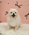 펫밀리샵