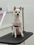 비니펫