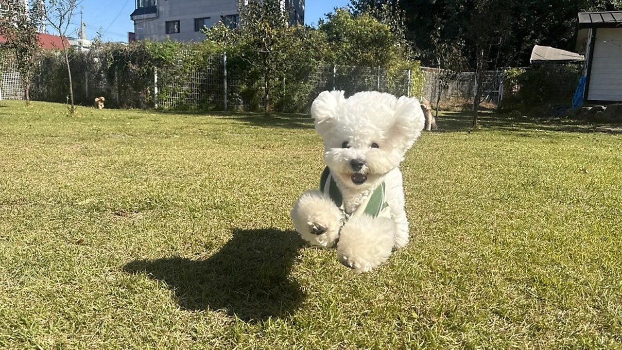 라드독