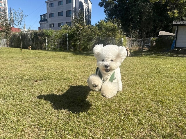 라드독