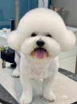 베베숑펫살롱