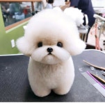 동그랑 애견미용실