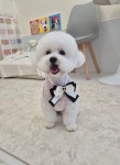 단아펫