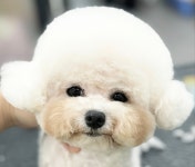 동그랑 애견미용실