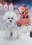 더펫살롱