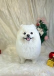 아지몽