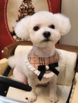 딩그루밍