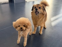 우쭈쭈플렉스 판교점