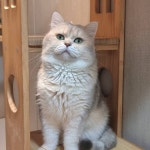 캣파라다이스 일산점