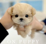 온퍼피 강아지분양 전주본점