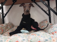 애견호텔고봉이네놀이방