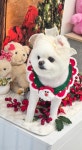 사계절예쁘개