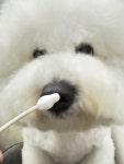 꿀독