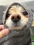 꿀독