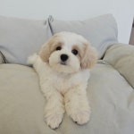 몽구름