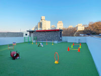 목동강아지분양 고양이분양 도그마루