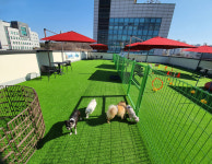 목동강아지분양 고양이분양 도그마루