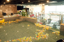 목동강아지분양 고양이분양 도그마루