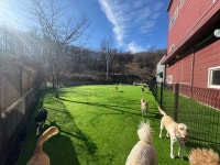 하이테일도그아카데미