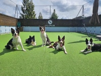 디스크독연구소