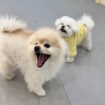 광교 애견유치원 애견호텔 바우스쿨