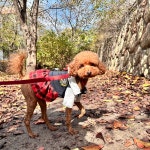 광교 애견유치원 애견호텔 바우스쿨