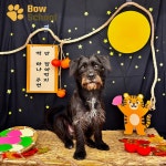 광교 애견유치원 애견호텔 바우스쿨