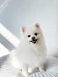 살롱드댕댕