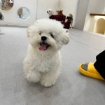 광교 애견유치원 애견호텔 바우스쿨