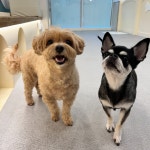 광교 애견유치원 애견호텔 바우스쿨