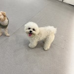 광교 애견유치원 애견호텔 바우스쿨