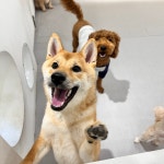 광교 애견유치원 애견호텔 바우스쿨