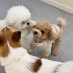 광교 애견유치원 애견호텔 바우스쿨