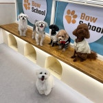 광교 애견유치원 애견호텔 바우스쿨