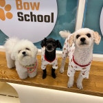 광교 애견유치원 애견호텔 바우스쿨