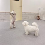 광교 애견유치원 애견호텔 바우스쿨