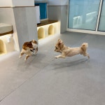 광교 애견유치원 애견호텔 바우스쿨