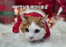 마이펫살롱