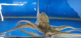 정가네해물삼합