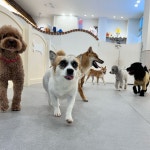 광교 애견유치원 애견호텔 바우스쿨