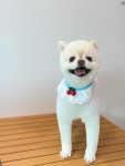 살롱드댕댕