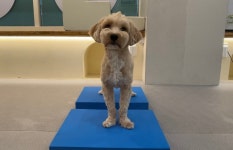 광교 애견유치원 애견호텔 바우스쿨