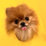 광교 애견유치원 애견호텔 바우스쿨