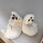 광교 애견유치원 애견호텔 바우스쿨