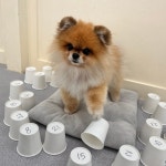 광교 애견유치원 애견호텔 바우스쿨