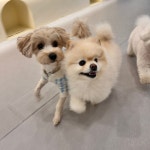 광교 애견유치원 애견호텔 바우스쿨