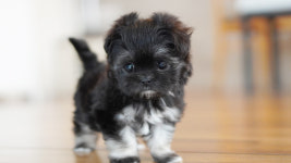 강아지분양 더펫