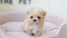 강아지분양 더펫